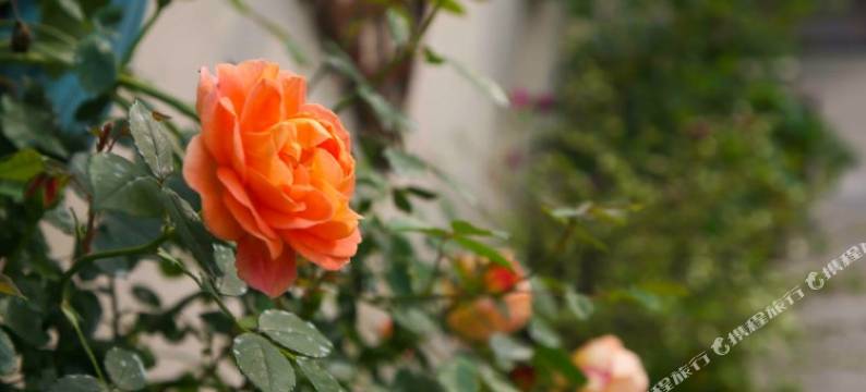 上海香缘居民宿图片