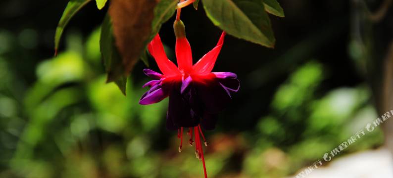 大理驴行天下客栈图片