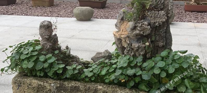 宁波枫林小院客栈图片