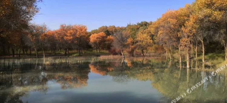 锦江都城酒店(泽普法桐大街店)图片