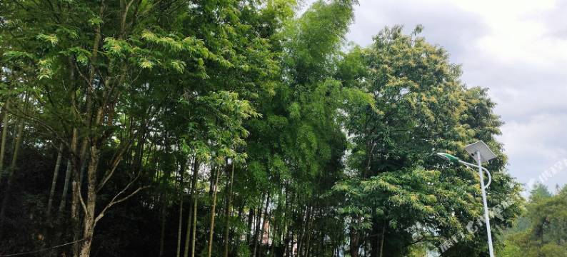 吉安竹林枫农家院民宿图片