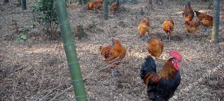 蜀南竹海情缘民宿图片