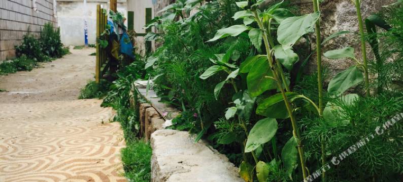 拉萨灿烂千阳客栈(八廓街店)图片