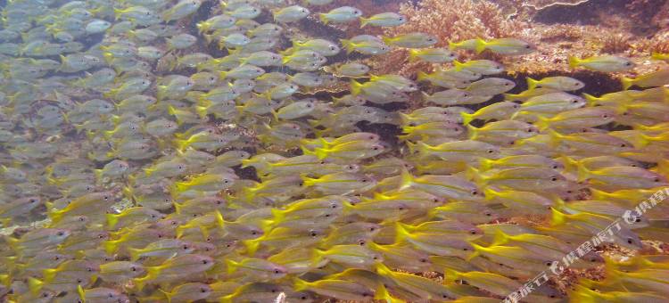 哥打柏露乌苏坎海湾酒店(Usukan Cove Lodge Kota Belud)图片