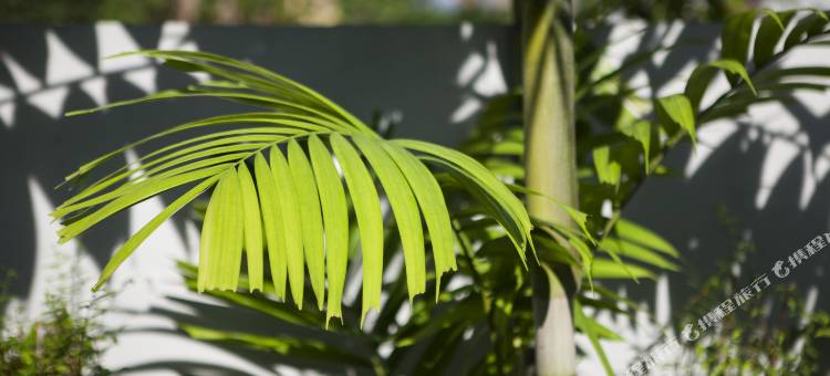 普吉阿缦山塘街独栋别墅度假村(Coco Kamala Villa Phuket)图片