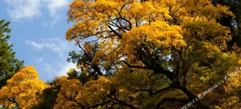 理县遇见彩林民宿图片