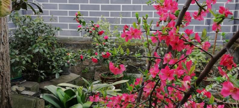 阆中周家院图片