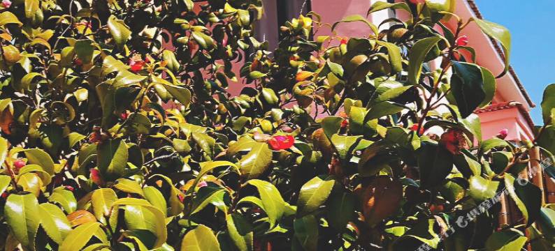 青岛尔畔withU民宿(会场赶海园店)图片