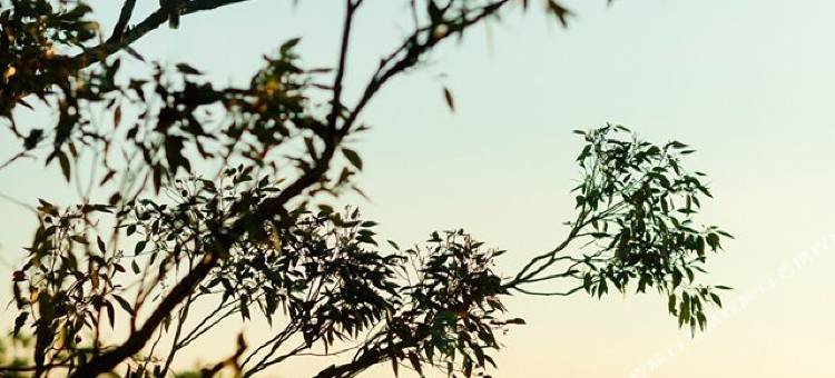 悉尼塔龙加野生动物保护区酒店(Wildlife Retreat at Taronga)图片