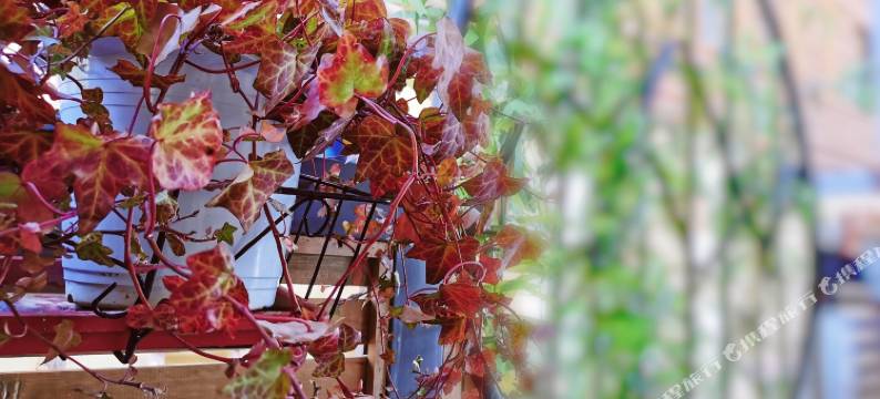 泸沽湖江南雅居客栈图片