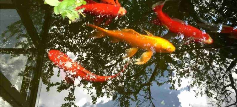 成都木鱼原舍酒店图片