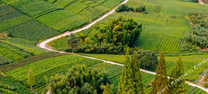 莫干山鸟青山五号民宿图片