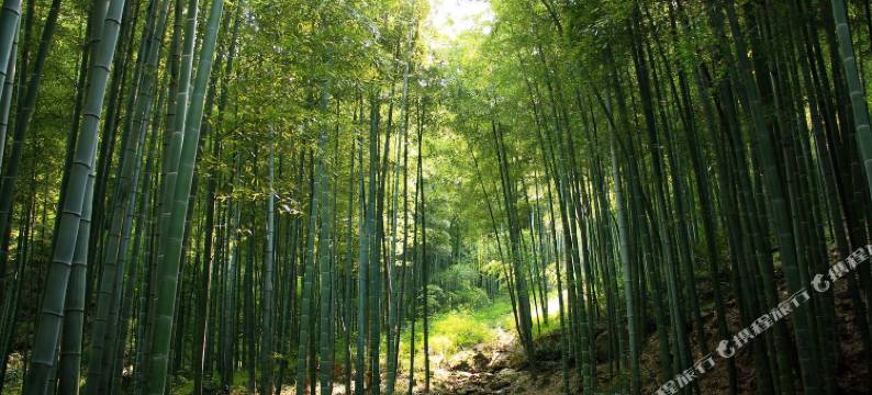 安吉东方人家图片