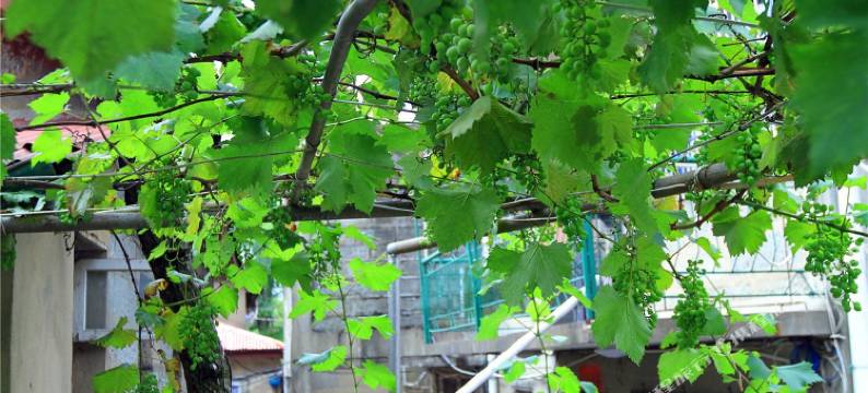 庐山陈阿姨家庭旅馆图片