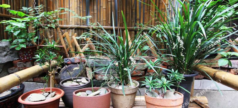 桂林玉兰树下客栈图片