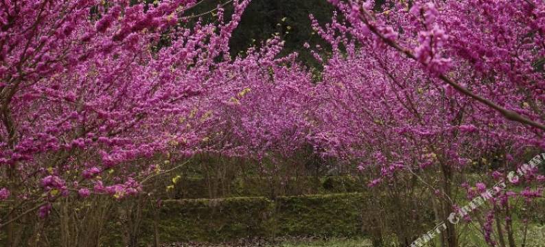 八角寨度假山庄图片