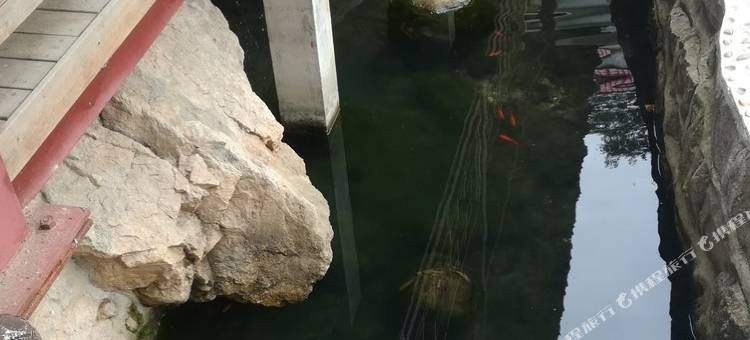 老君山醉竹山庄(云景索道店)图片