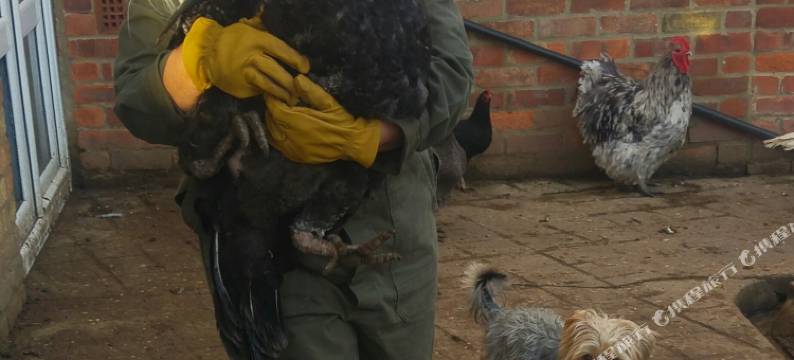 布拉姆顿达尔斯农场民宿(Brampton Dales Farm)图片