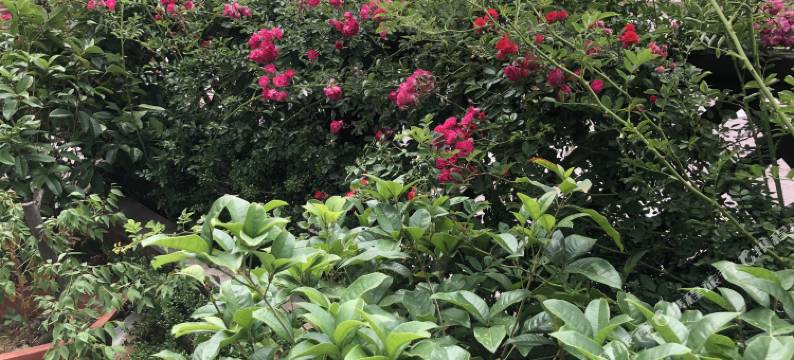 青岛荷宿别墅图片