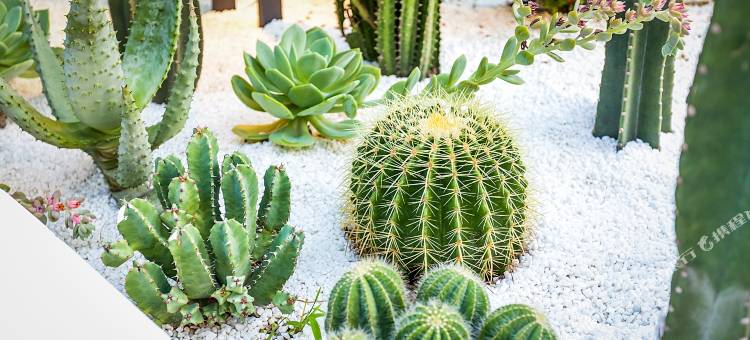 厦门璞影巨幕酒店(曾厝垵店)图片