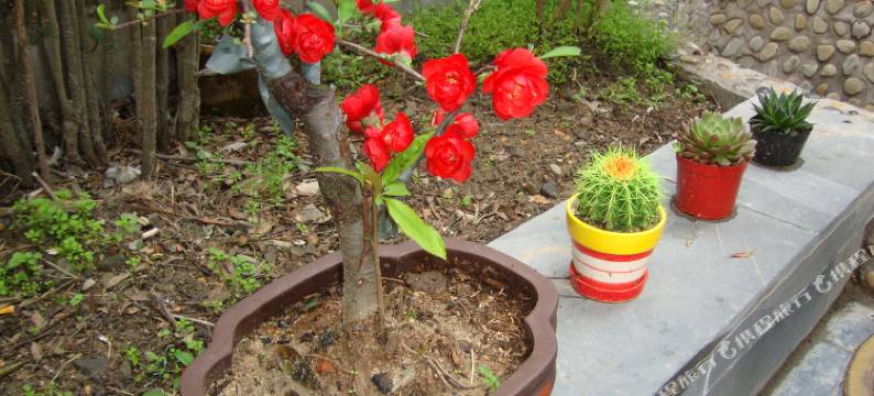 宏村江南忆客栈图片