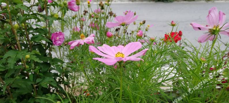 茂县栩羽迎雪山庄图片