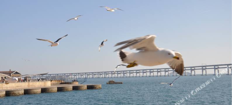 大连星海大观酒店公寓图片