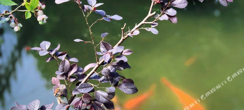 丽水云和梯田农家小院农家乐图片