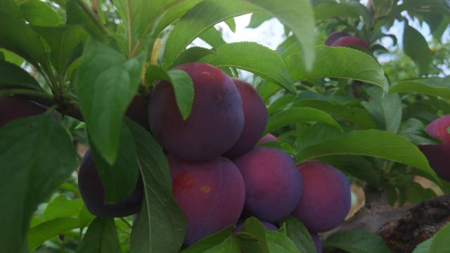 天津安第斯酒店图片