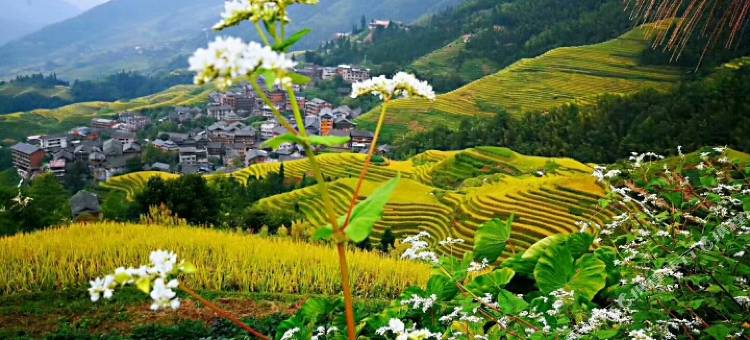 龙脊梯田日出山岚观景度假民宿图片