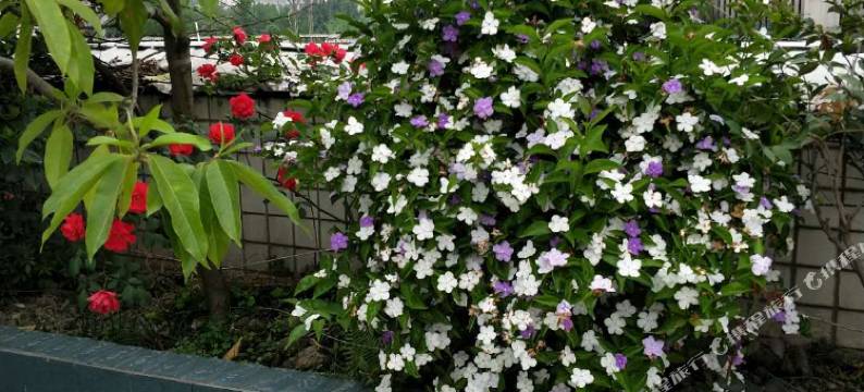 成都锦城花园宾馆(成都华阳安公堤店)图片