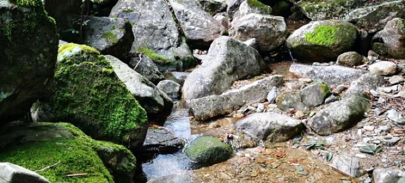 婺源红豆杉庄图片