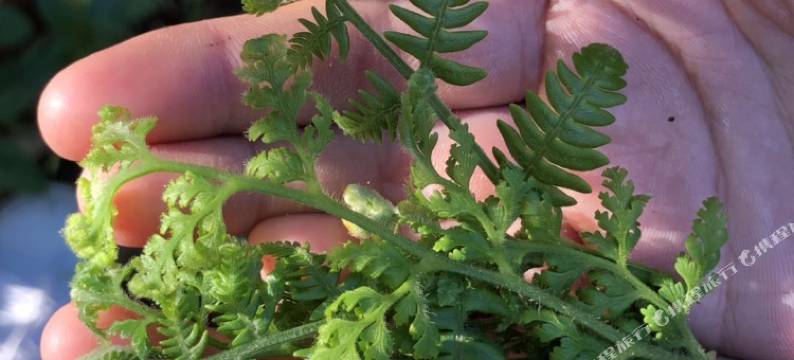 元阳多依树景区客栈图片