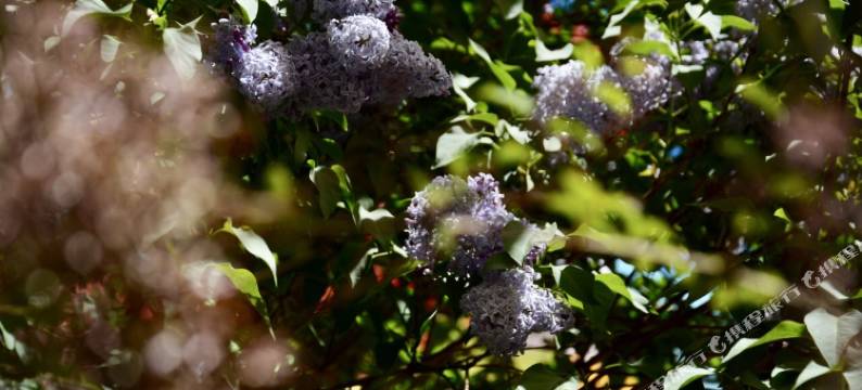 拉萨拾光小筑客栈图片