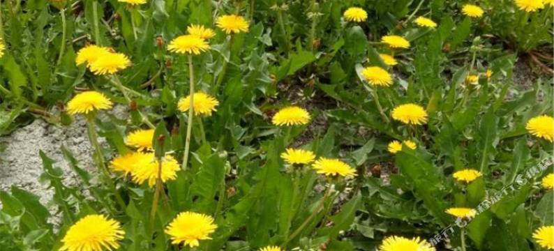 那拉提乡土风情农家院图片