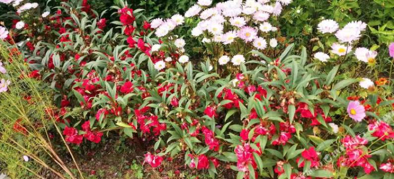 扎兰屯市柴河镇姜老四农家院图片