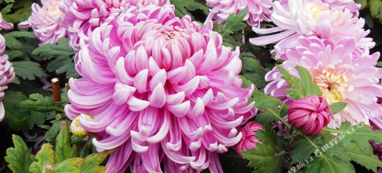 北京君和豪生酒店图片