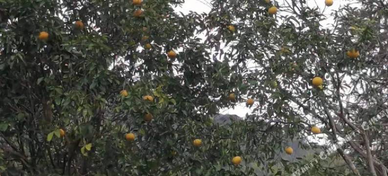 韶关虫子短租特色民宿图片