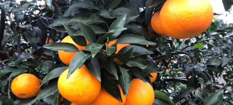 蒲江和美酒店图片