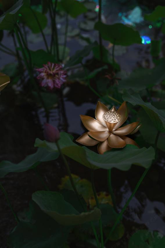 藕舍·Lake Side庭院美宿(南浔古镇景区店)图片