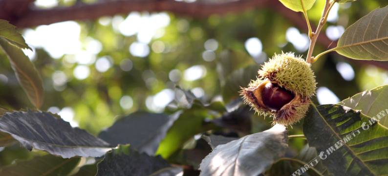 慕田峪长城栗林小院图片