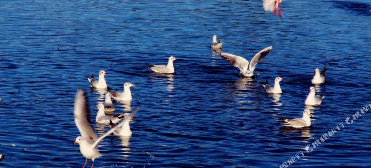泸沽湖水岸花宿客栈图片
