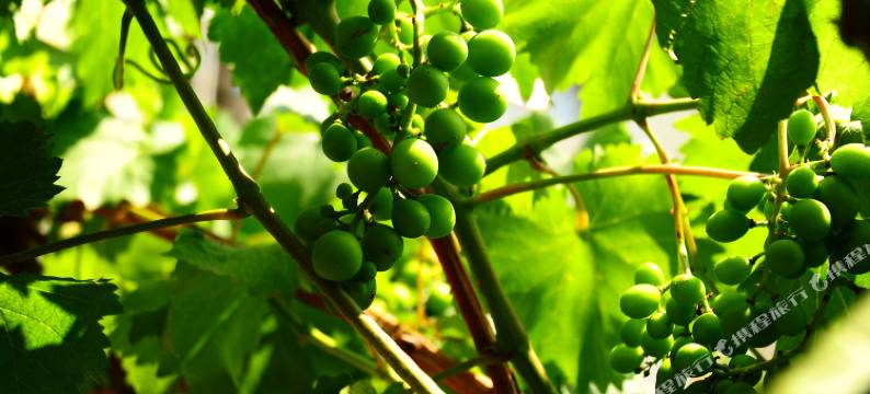 北戴河志强宾馆图片