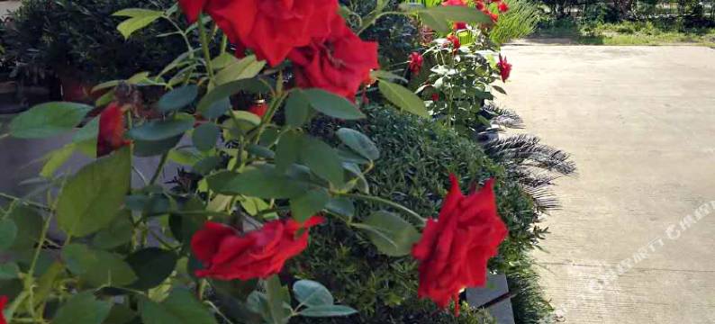 武夷山新建小苑(景区南门店)图片