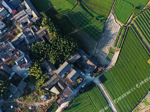 松阳草木堂隐泉松阳民宿