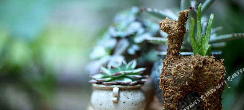 丽江舒服家酒店图片