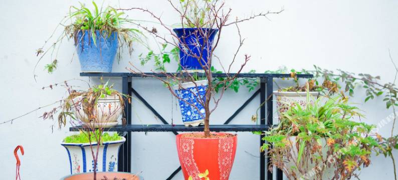 象山沐客愉院玫瑰海边四合院图片