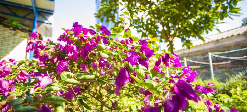 涠洲岛粼海别院图片