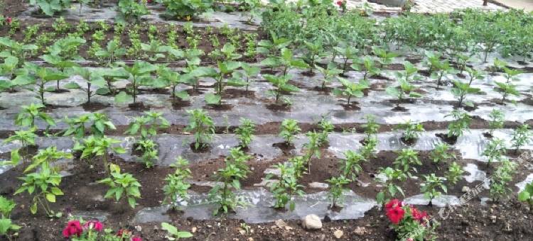 扎兰屯柴河同心旅馆图片