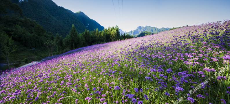 重庆云庐帐篷庭院图片